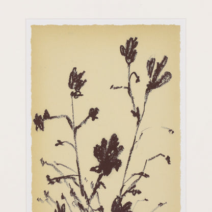 Meadow Rue Set By Shaina Page