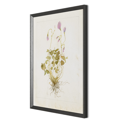 Oxalis Debilis No. 1 By Laurel-Dawn Latshaw by Four Hands