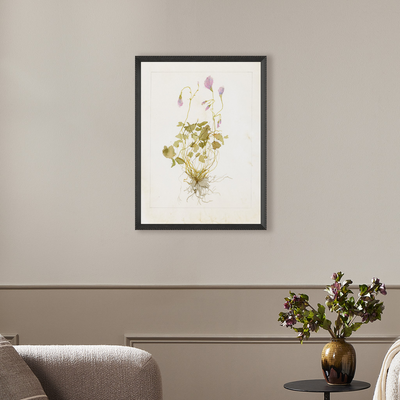 Oxalis Debilis No. 1 By Laurel-Dawn Latshaw by Four Hands