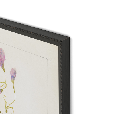 Oxalis Debilis No. 1 By Laurel-Dawn Latshaw by Four Hands