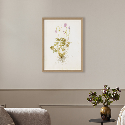Oxalis Debilis No. 1 By Laurel-Dawn Latshaw by Four Hands