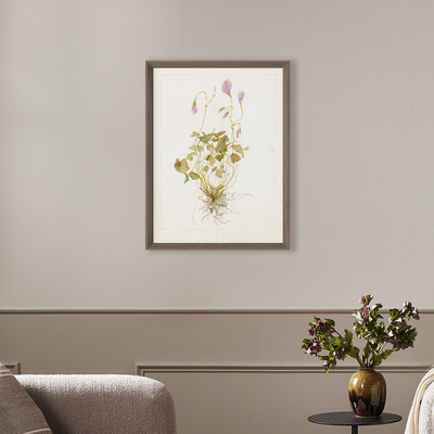 Oxalis Debilis No. 1 By Laurel-Dawn Latshaw by Four Hands
