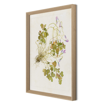 Oxalis Debilis No. 2 By Laurel-Dawn Latshaw by Four Hands