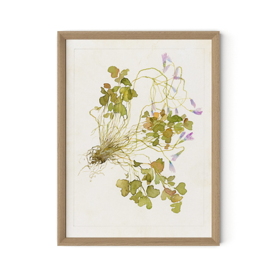 Oxalis Debilis No. 2 By Laurel-Dawn Latshaw by Four Hands