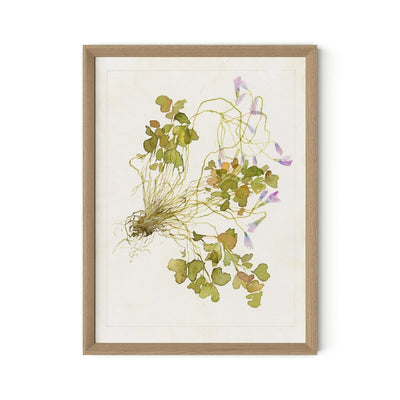Oxalis Debilis No. 2 By Laurel-Dawn Latshaw by Four Hands