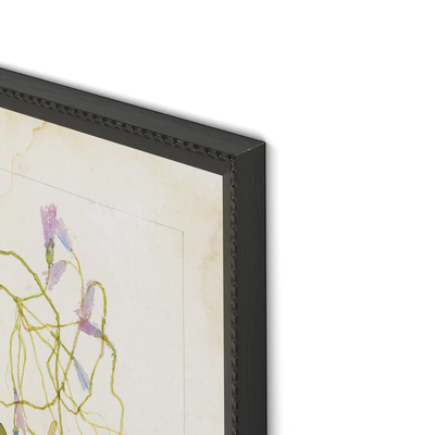 Oxalis Debilis No. 2 By Laurel-Dawn Latshaw by Four Hands