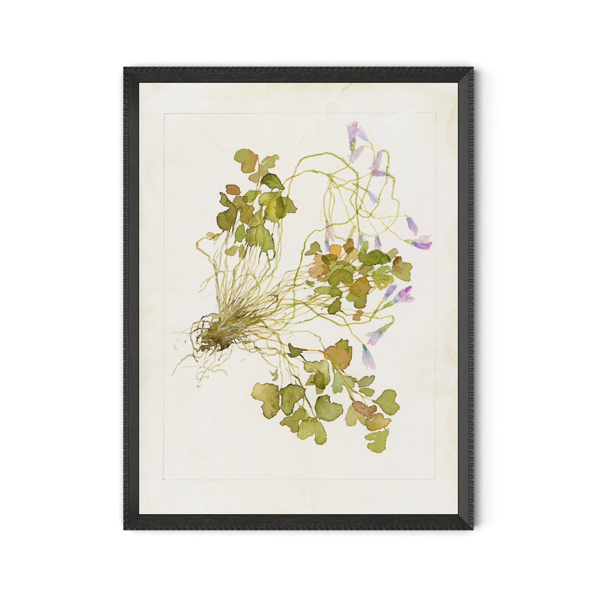 #color_1.0-brimfield-black