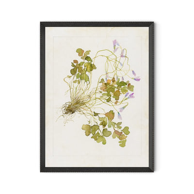 Oxalis Debilis No. 2 By Laurel-Dawn Latshaw by Four Hands