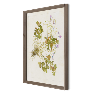 Oxalis Debilis No. 2 By Laurel-Dawn Latshaw by Four Hands