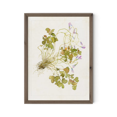 Oxalis Debilis No. 2 By Laurel-Dawn Latshaw by Four Hands