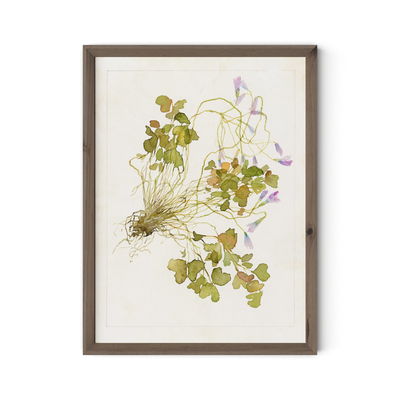 Oxalis Debilis No. 2 By Laurel-Dawn Latshaw by Four Hands