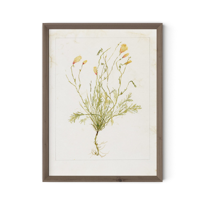 Papaveraceae No. 1 By Laurel-Dawn Latshaw by Four Hands
