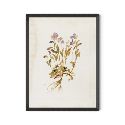 Viola No. 2 By Laurel-Dawn Latshaw by Four Hands