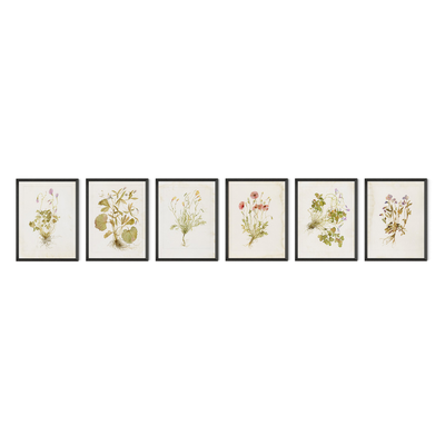 Herbarium Set By Laurel-Dawn Latshaw by Four Hands