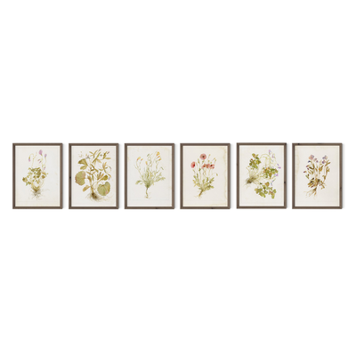 Herbarium Set By Laurel-Dawn Latshaw by Four Hands