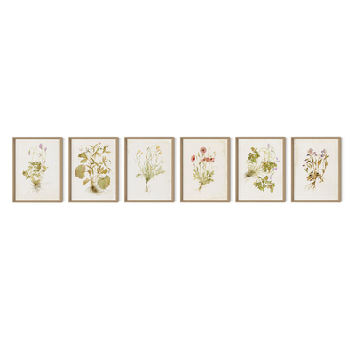 Herbarium Set By Laurel-Dawn Latshaw by Four Hands